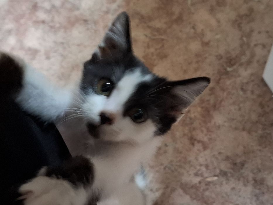 Доставим в хорошие руки