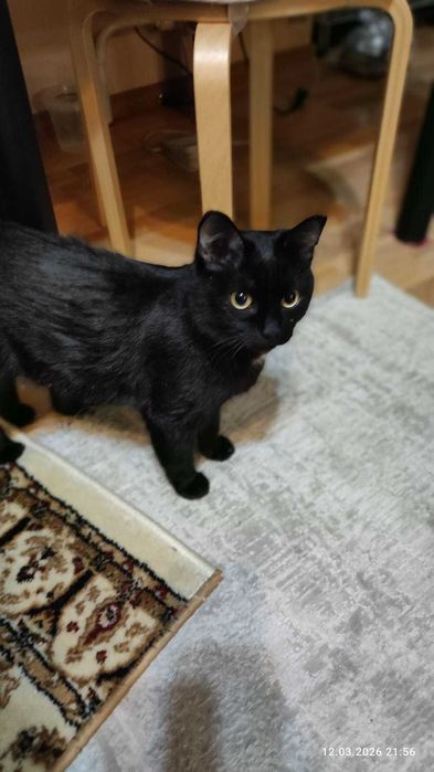 Красавица-Багира!