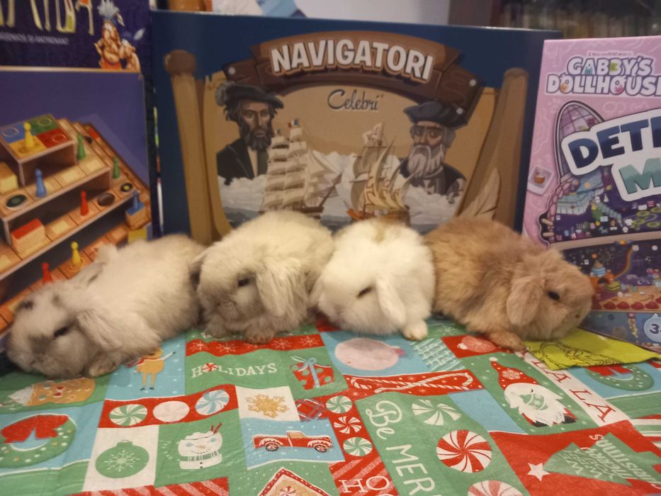 Iepure Pitic Holland Lop Mini Lop Iepurasi Minii Toys de Companie