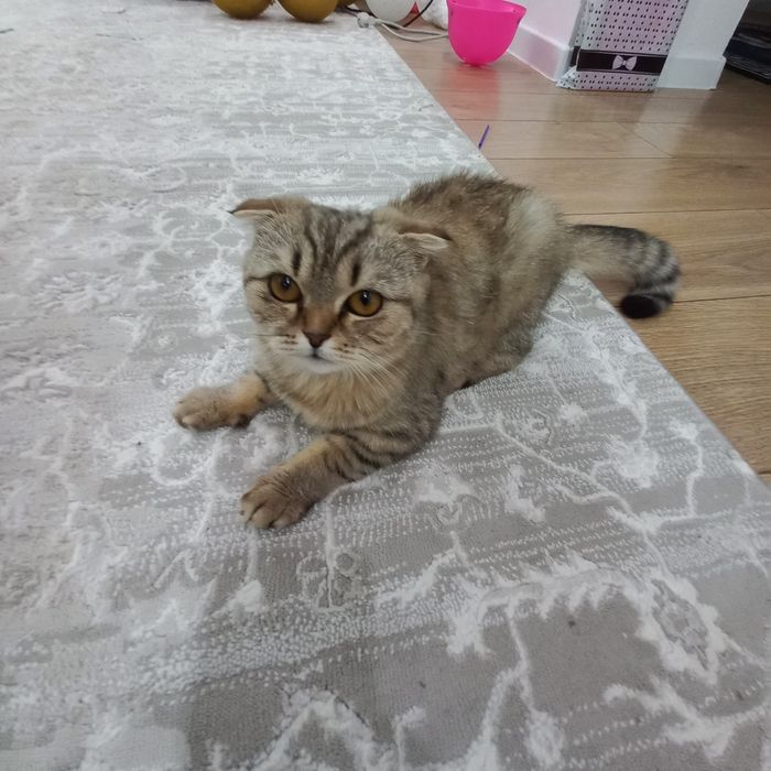 Продаётся котёнок — шотландская вислоухая Маасума