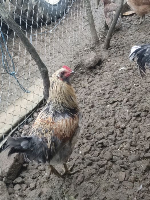 Cocosi diferite rase