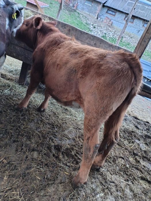 Vițea Angus de vânzare