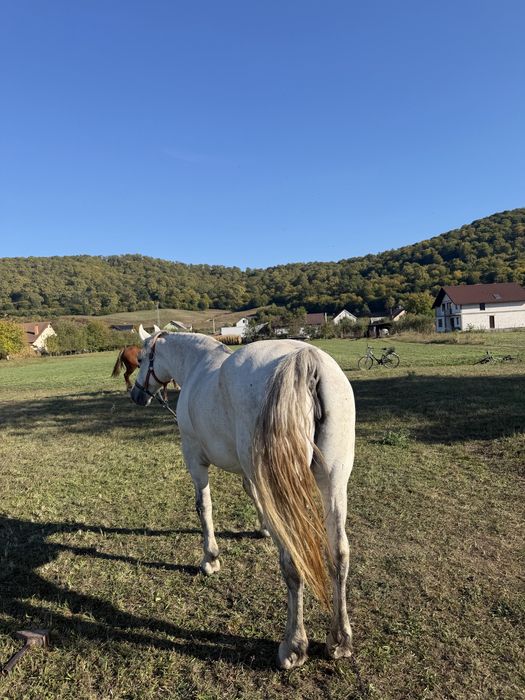 Vând Iapă,are 11 ani,blanda,mai multe detali in privat