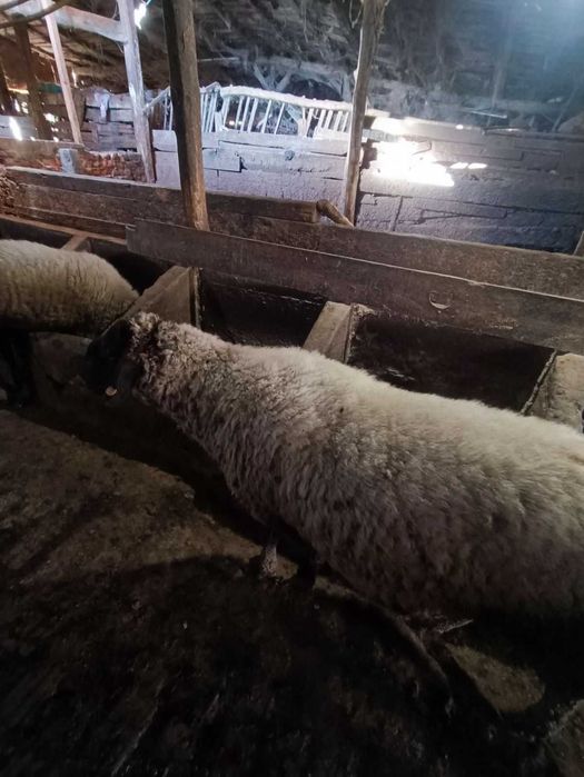 Продавам ОВЕН закупен от Селекционен център!