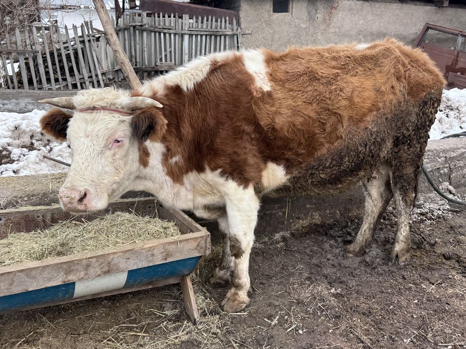 Симментал сиыр сатылады, сүтті сиыр