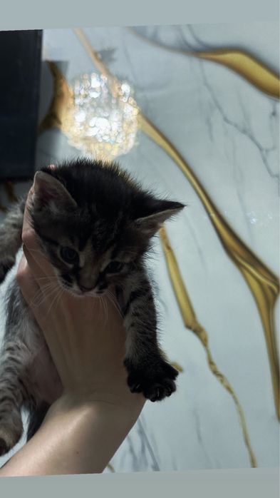 Котенок девочка домашняя чистая!