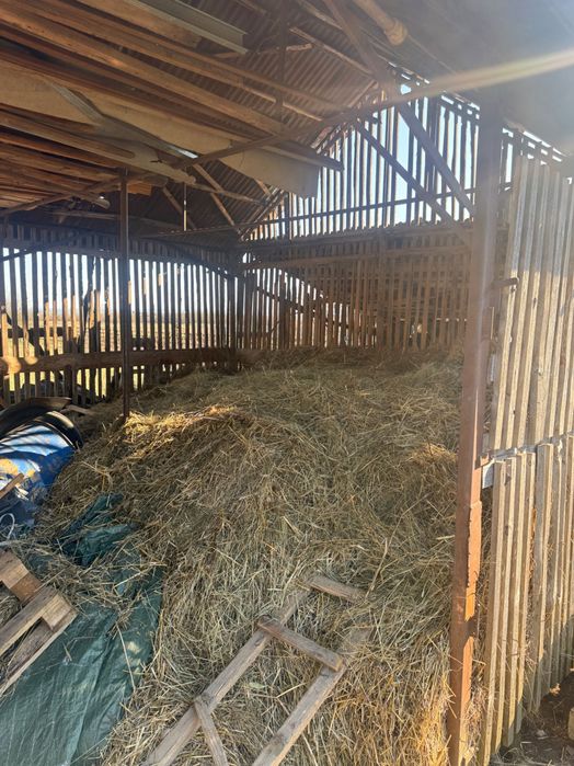 Vând fan si otava nebalotat