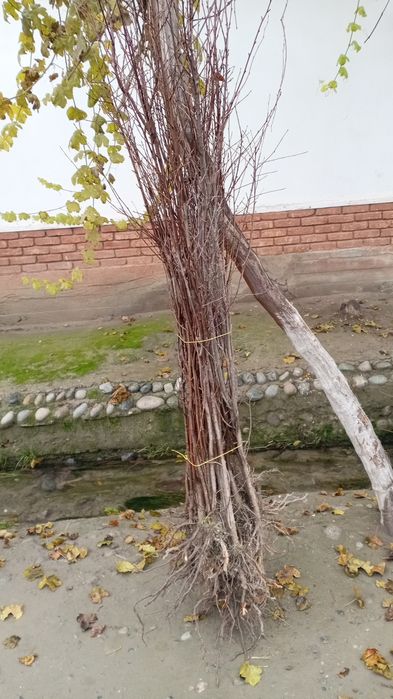 Kochat yashil makon