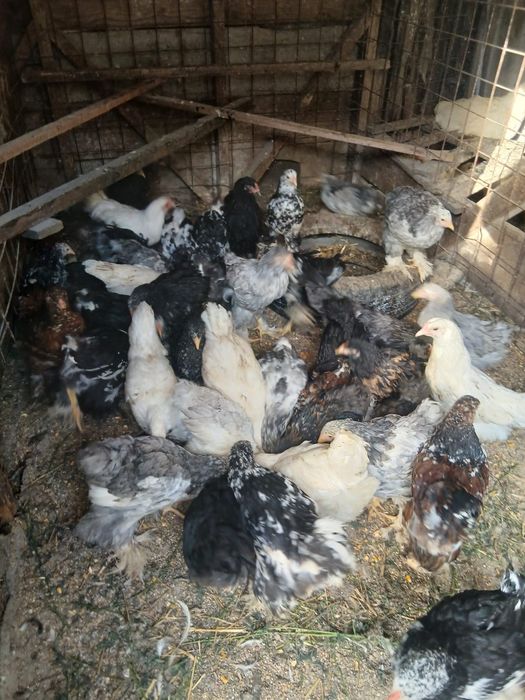 Pui rasa cochinchina uriasi