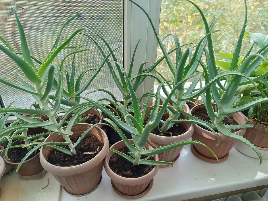 Продам Алоэ  лечебный цветок