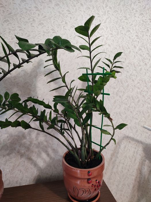 Продам цветы. Долларовое дерево