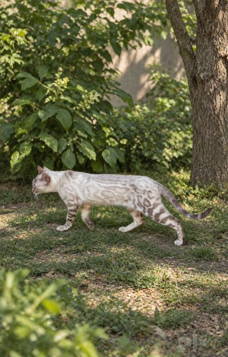 Бенгальская кошка