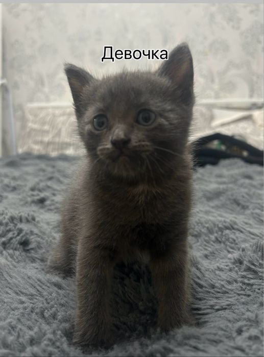 Котята 4 недели