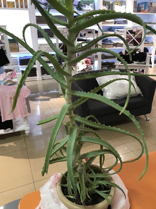 Продам алоэ лечебный три года