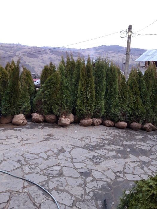 Vand tuia,magnolia,pin,gard viu,mesteacan etc