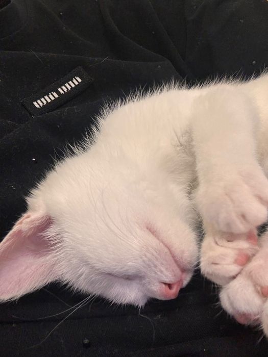 Котенок 3 месяца