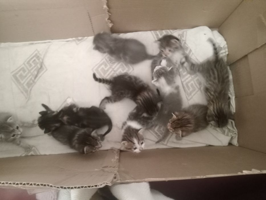 Котятки маленькие