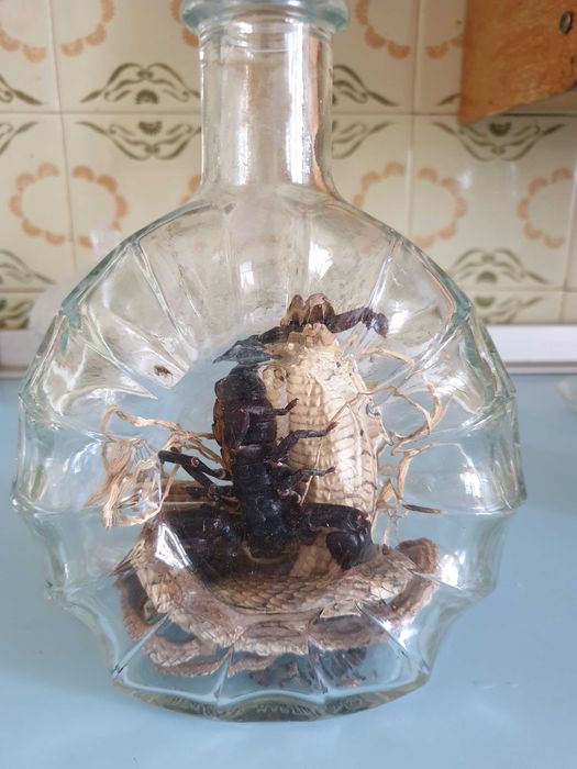 кобра в бутылке и