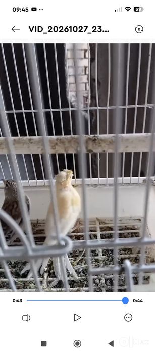 Мода канарейка сотилади