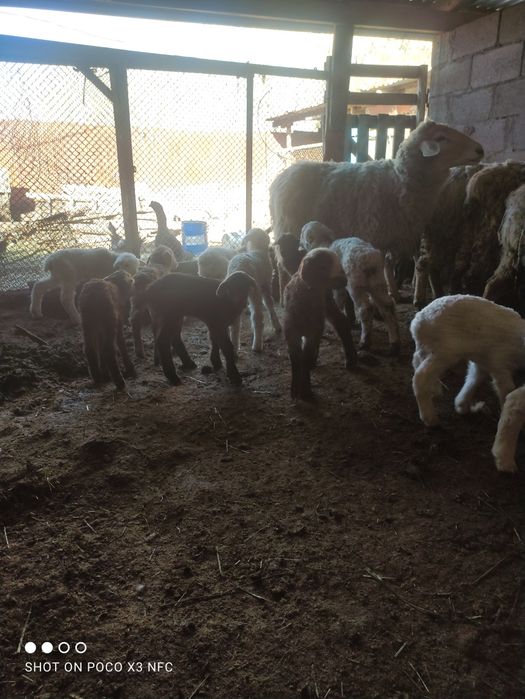 Бараны с гнятоми и есть отдельно егнято