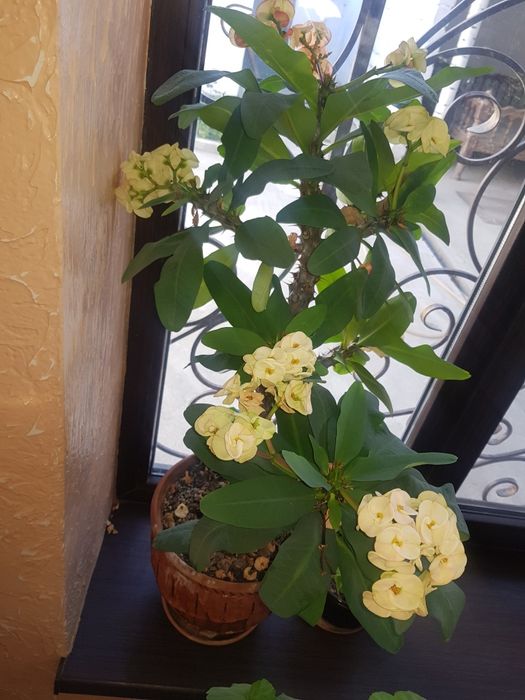 Комнатные. Растения