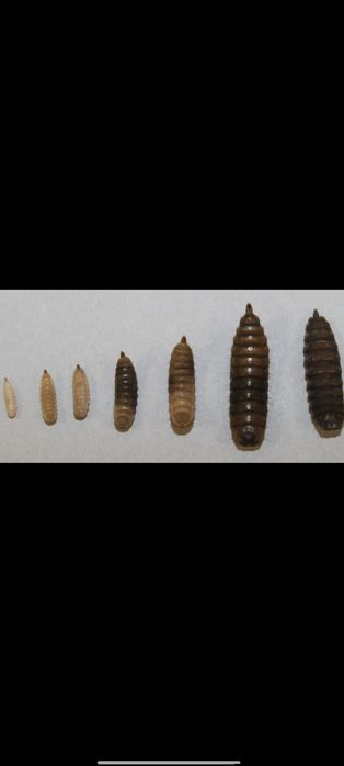 Черная львинка для сельского