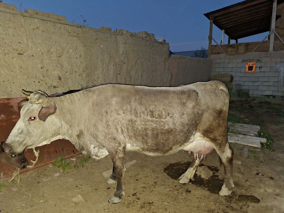 Бұзаулы сиыр сатылады