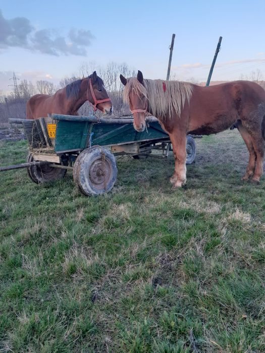 Vand carlan foarte cuminte