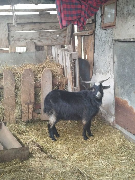 De vanzare capre cu iezi