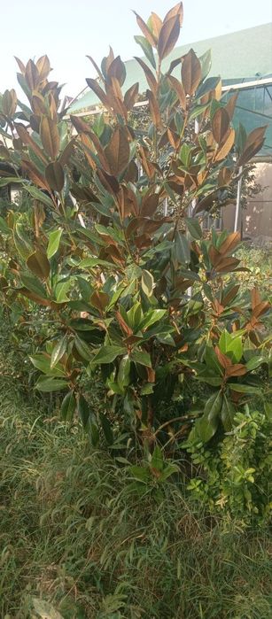 Magnoliya glandiflora Italyanski