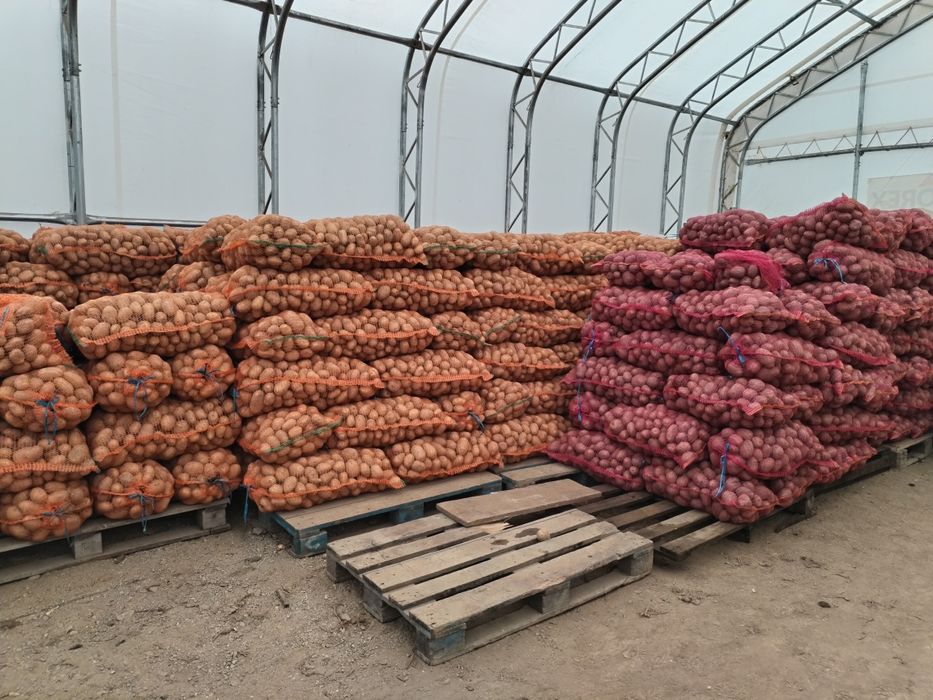 Cartofi Marabell 1, 1consum, sămânță Bellarosa 0.60 lei/kg