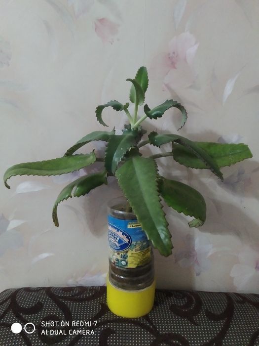 КАЛАНХОЭ лечебный цветок