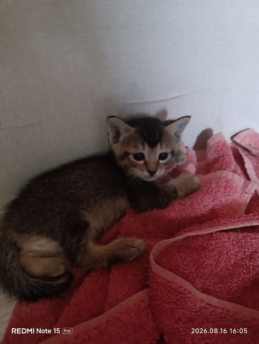 Котята бесплатно