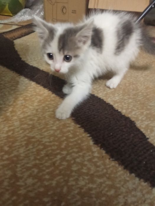 Отдам котёнка (девочка)