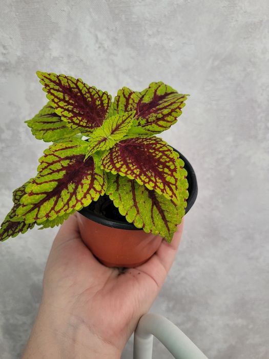 Продам цветок колеус