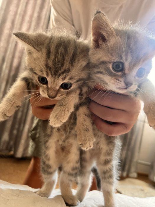 котята. британцы