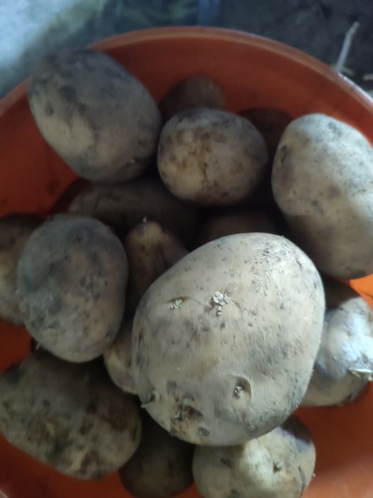 продам картофель