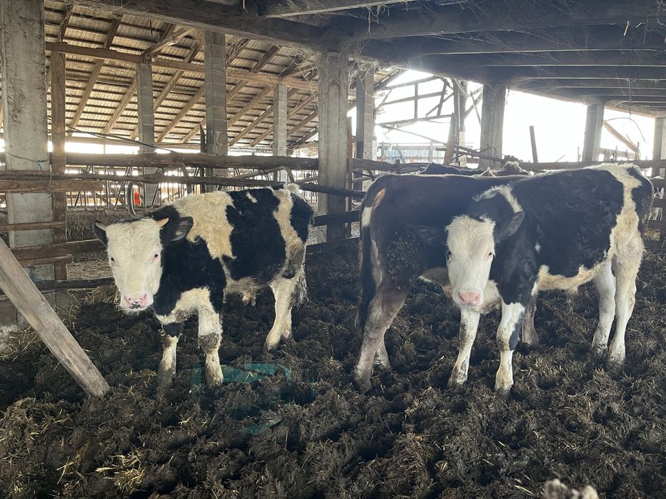 Vand vitei la kg sau la intelegere