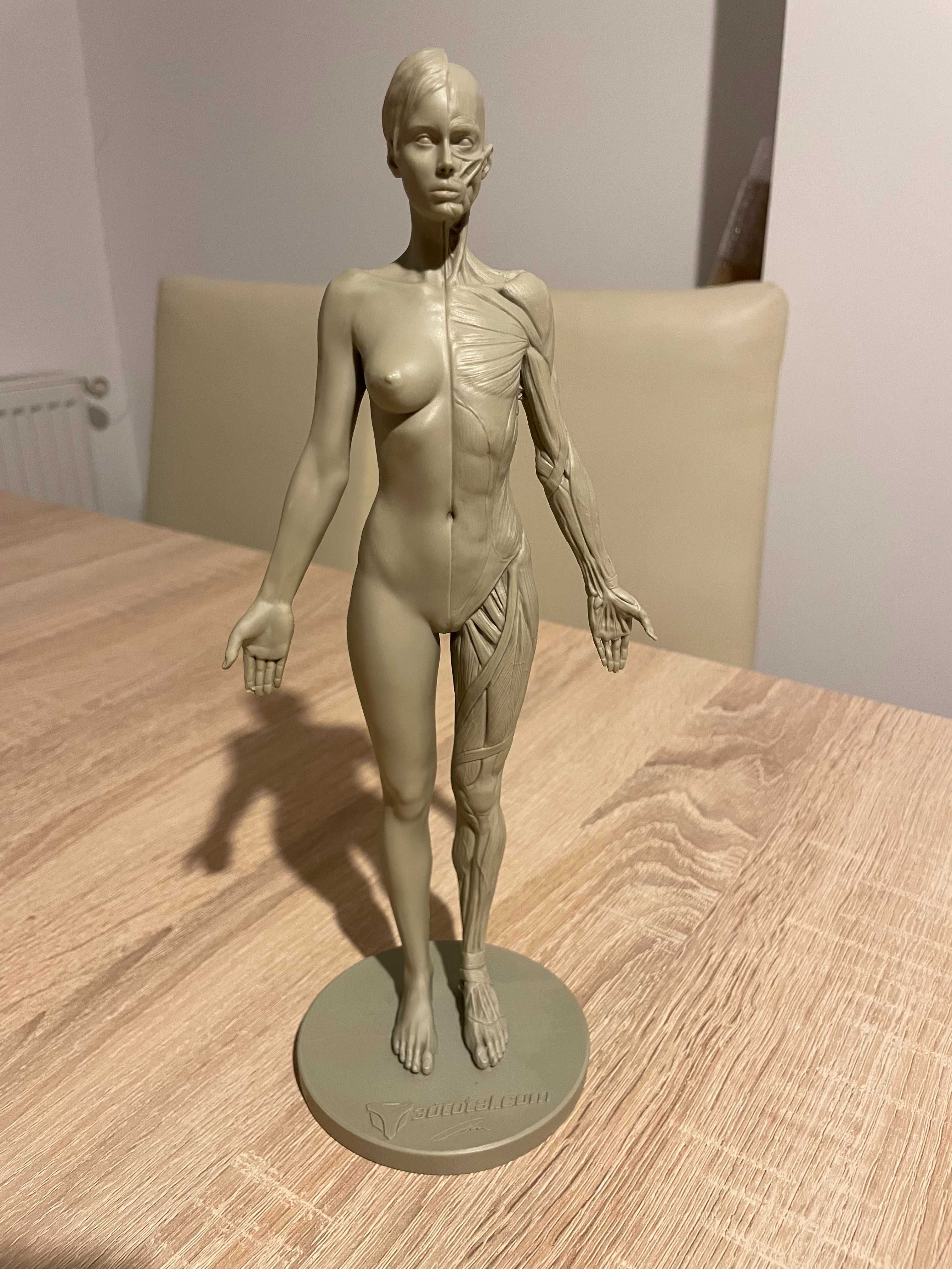 3dtotal Anatomy: female figure