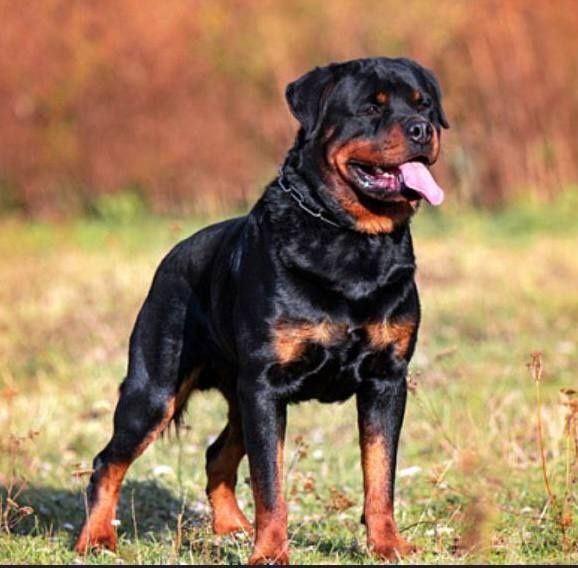 Rottweiler itiga qiz kuchuk kerak