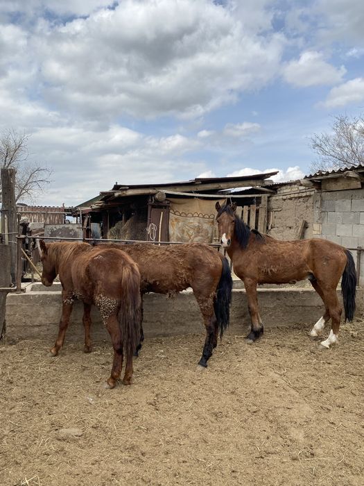 Құнан сатылады 4 ай байланған