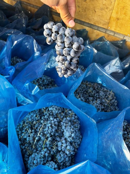 De vanzare struguri pentru vin rosioara si othell