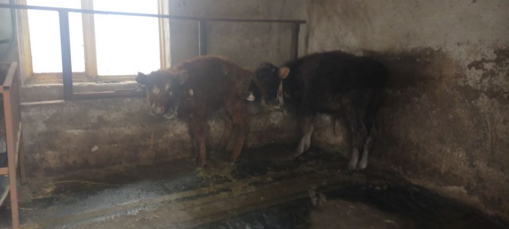 Продам телят бык и телка три четыре месеца