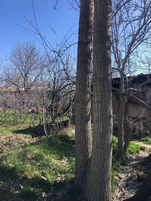 Terak sotiladi suvaw terayla