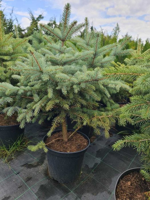 Lichidare STOC Brazi argintii 80 - 100 cm - 129 lei/buc (TVA inclus)