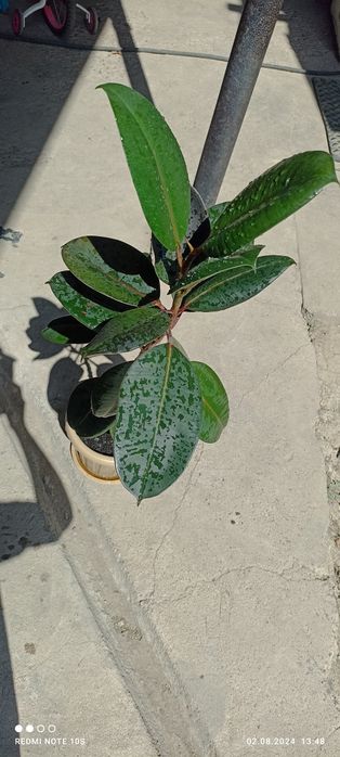 Продаем фикусы черный принц