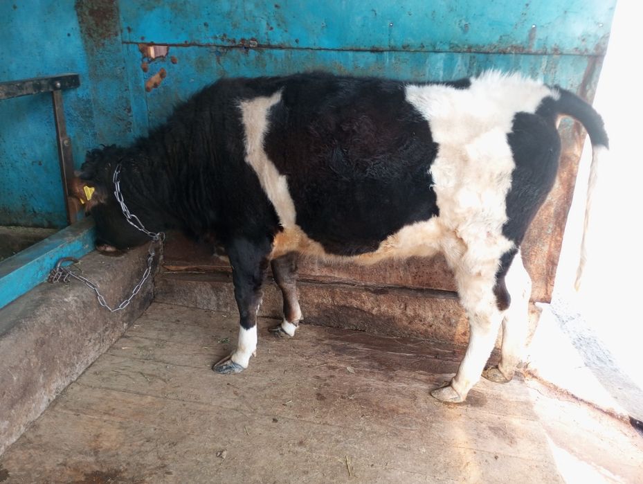 Продам жирную телку