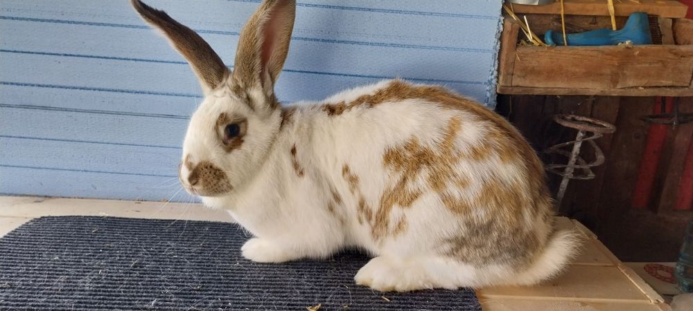 Зайци  за разплод