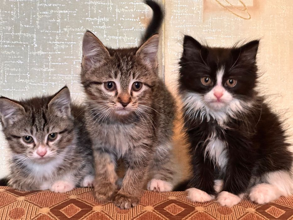 Отдам котят в добрые руки