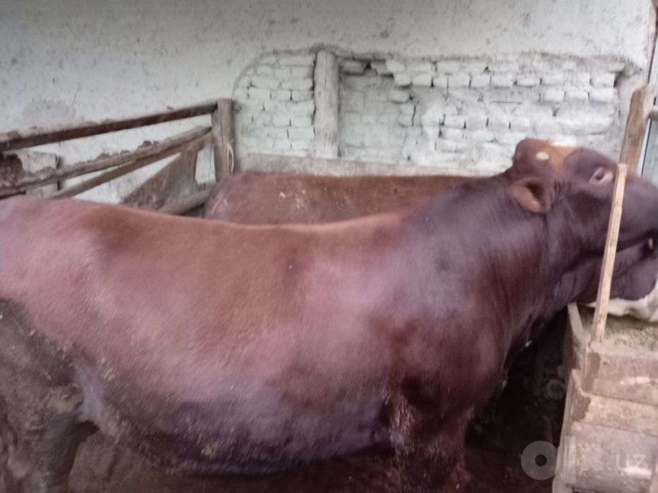 Buqalar sotiladi.